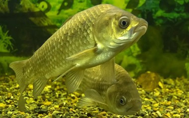 Phát minh của Trung Quốc làm rung chuyển ngành thực phẩm: tạo ra giống cá không xương dăm, năng suất cao nhưng chi phí thấp