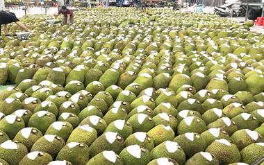Việt Nam có loại quả 'cứu tinh của thế giới' khiến Trung Quốc phải thừa nhận ngon hơn 'của nhà trồng', cực giàu protein, diện tích trồng hơn 80.000 ha