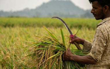 'Khách sộp' mua gạo báo tin vui đến Việt Nam, Thái Lan
