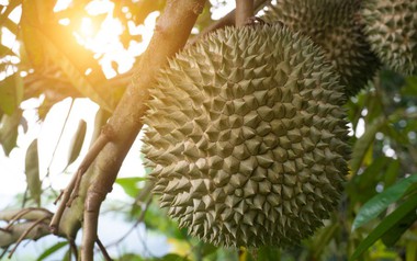 Loại sầu riêng đặc biệt đang được bán gần 1 triệu đồng/quả