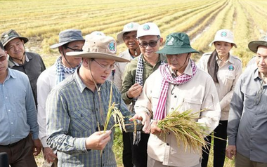 Một đối thủ của gạo Việt Nam, Thái Lan liên tiếp đón tin vui, đang sở hữu giống lúa nhận danh hiệu ngon nhất thế giới 7 lần liên tiếp