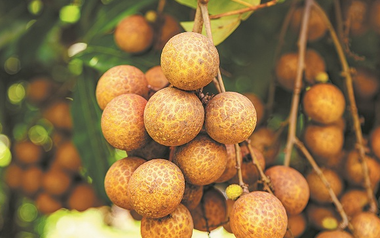 Trung Quốc vừa lập kỳ tích ngành rau quả: Tạo ra giống vải lai nhãn đầu tiên trên thế giới, chuẩn bị cho thu hoạch trong tháng 9