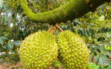 Khan hàng, doanh nghiệp tăng giá gom sầu riêng xuất khẩu