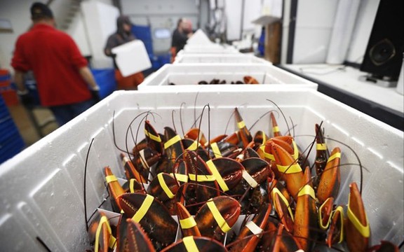 'Mỏ vàng' dưới nước của Việt Nam được người Trung Quốc mê không lối thoát: xuất khẩu tăng 135%, ưu đãi thuế cạnh tranh ngang ngửa hàng Mỹ