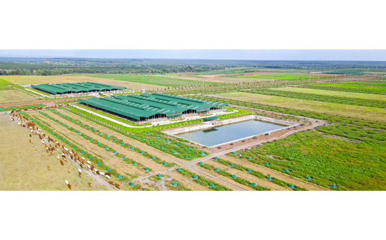 Vì sao Thaco Agri bị xử phạt?